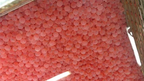Fish Eggs and Hatcherty Stock Footage 144069866