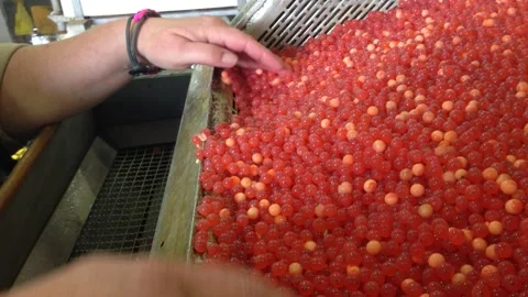 Fish Eggs and Hatcherty Video stock 144069888