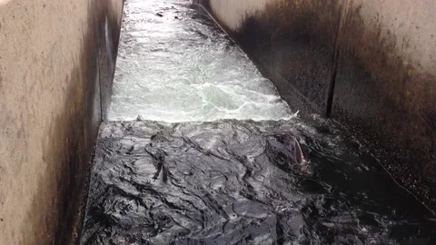 Fish Eggs and Hatcherty Stock Footage 144069892