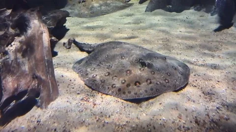 Fish electric rays lies on a sandy bottom under the water Stock Footage 78234771