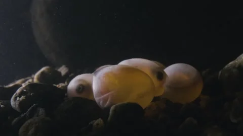 Fish embryo hatching from its egg. Stock Footage 327853272