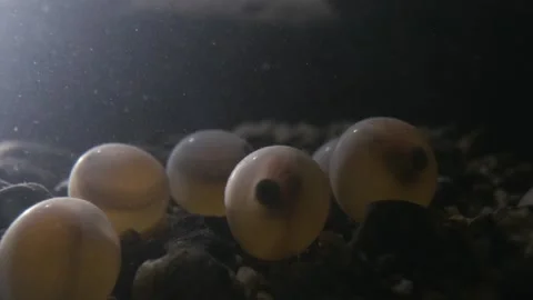 Fish embryo moving inside its egg just before hatching. Stock Footage 327884060