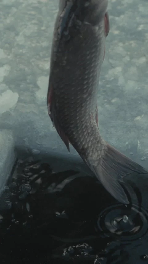 Fish emerging from icy water through a hole in the ice, surrounded by frozen Stock Footage 339285907