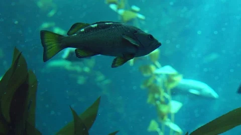 Fish Emerging From Seaweed Stock Footage 82911024