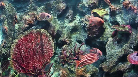 Fish in the environment Stock Footage 24650818