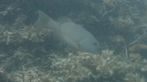 Fish (Epinephelus) escapes from the location when camera approaches. Shot on the Stock Footage 346617082