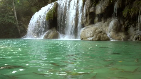 Fish in the Erawan water fall (Second floor), tropical rainforest Stock Footage 101035512