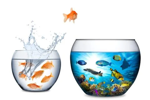 Fish escape to freedom concept Stock Photos
