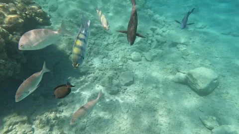 Fish everywhere and Parrotfish having meal underwater fish scuba diving red sea Stock Footage 251706670