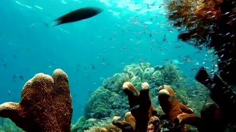 Fish Everywhere Stock Footage 45177179