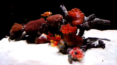 Fish exotic Stock Footage 22824702