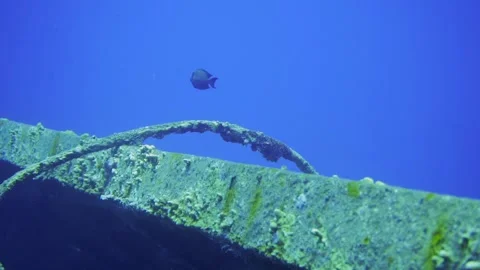 Fish exploring shipwreck under the blue sea Video stock 241086358