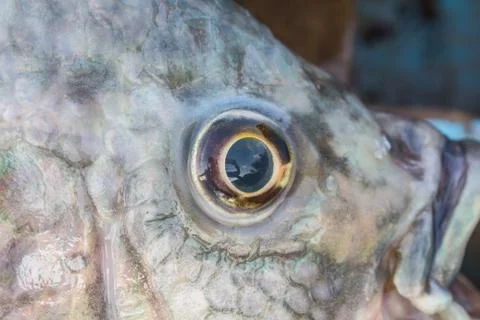 Fish eye close up Stock Photos