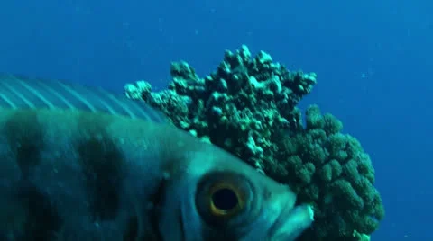 Fish eye Stock Footage 22823663