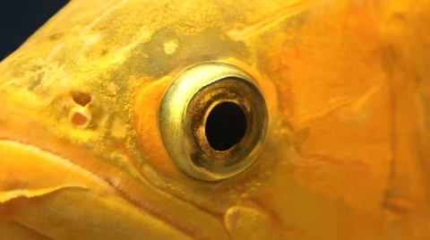 Fish eye Stock Footage 67245357
