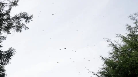 FISH EYE SLOW MOTION SHOT OF MONARCH BUTTERFLIES AT MICHOACÁN IN MEXICO Stock Footage 301301469