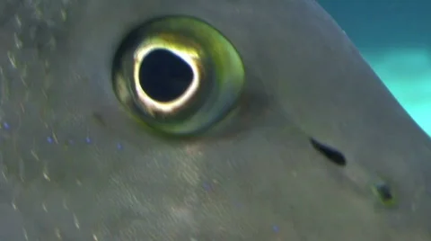 Fish Eyes Close Up  Video stock 292061