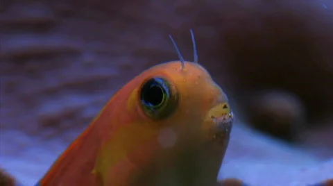Fish Face Stock Footage 268543