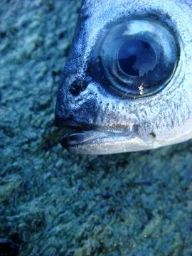 Fish face macro portrait background wallpaper high quality prints Stock Photos
