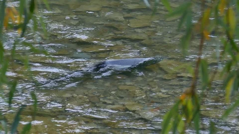 Fish facing against current remains in place during the great salmon run Stock Footage 94861516