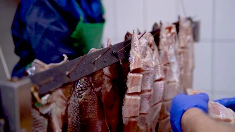 Fish factory. Fish processing. The workers string the juicy fillets on nails for Stock Footage 144870766