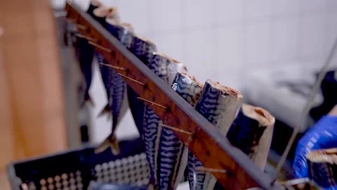 Fish factory. Fish processing. Workers string juicy sardines on nails for Stock Footage 144871111