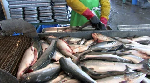 Fish, factory, Video stock 943139