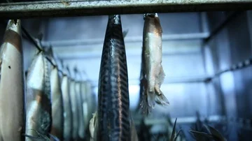 Fish factory Stock Footage 85756099