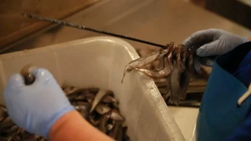 Fish factory Stock Footage 85756118