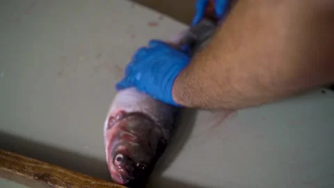 Fish Factory. Freshly Caught Silver Carp. Cooking fish, Cleaning from Scales Stock Footage 144867218