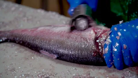 Fish Factory. Freshly Caught Silver Carp. Cooking fish, Cleaning from Scales Stock Footage 144867685