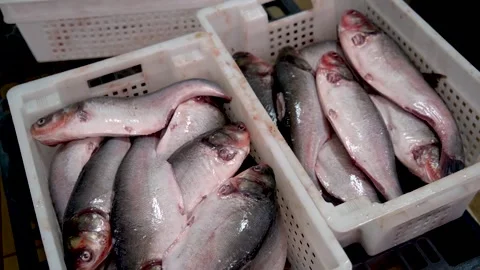 Fish Factory. Freshly Caught Silver Carp. Cooking fish, Cleaning from Scales Stock Footage 144868123