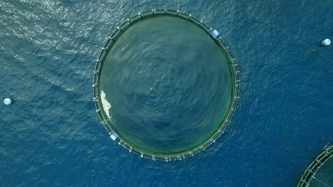 Fish Factory In the open ocean Video stock 74790612
