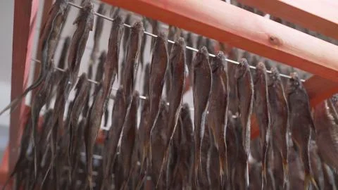 Fish factory process. Fish cooked for drying at the fish factory. Processing  Stock Photos