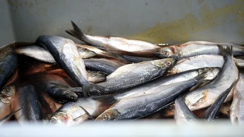 Fish factory sorting packing frozen container omul Stock Footage 126890973