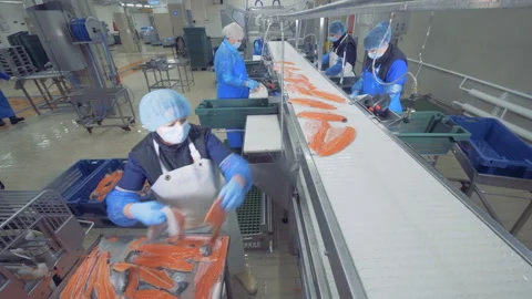 Fish factory unit with staff sorting and processing salmon Stock Footage 104299265