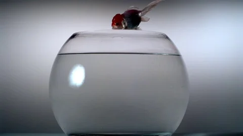 Fish falling into the bowl in slow motion Stock Footage 81193975