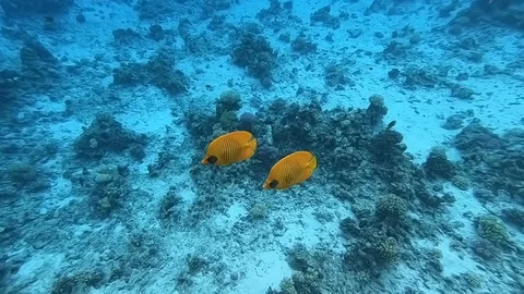 Fish family Video stock 129331215
