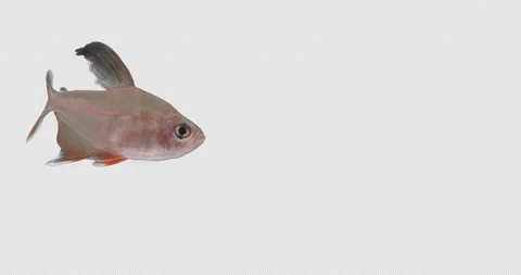 Fish fantom Vídeos de archivo 169569580