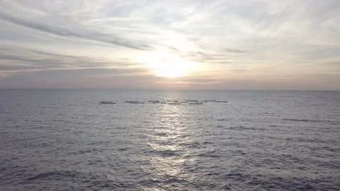 Fish Farm 2 库存影片 85124658