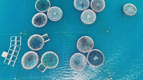 Fish farm aerial. Stock Footage 310797728