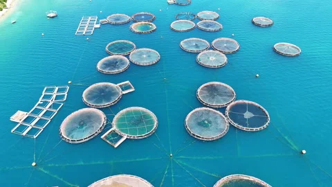 Fish farm aerial. Stock Footage 310798418