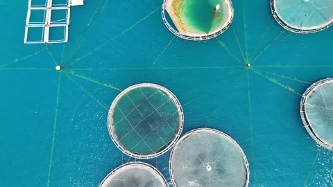 Fish farm aerial. Stock Footage 310800437