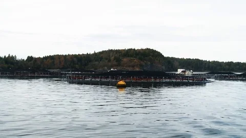 Fish farm and processing plant in the United States, 2010s Video stock 115380079