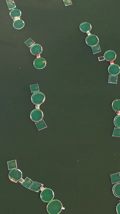 Fish farm with cages. Philippines. Stock Footage 301279384