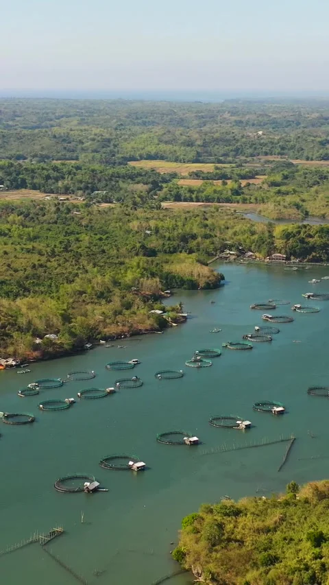 Fish farm with cages. Philippines. Vertical video. Stock Footage 241572246
