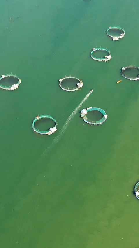 Fish farm with cages. Philippines. Vertical video. Stock Footage 243538629
