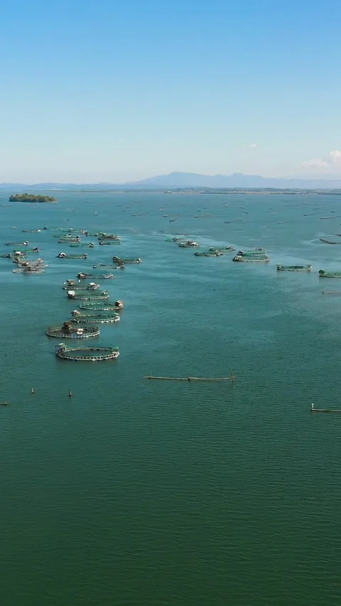 Fish farm with cages. Philippines. Vertical video. Stock Footage 243538775
