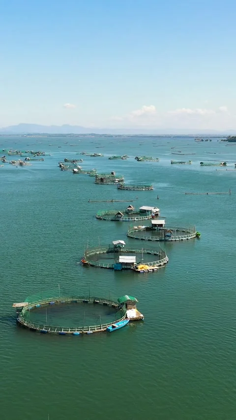Fish farm with cages. Philippines. Vertical video. Stock Footage 243538880