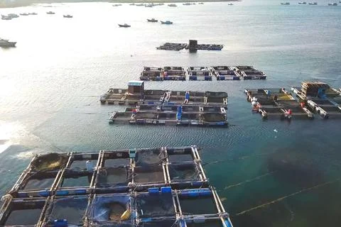 Fish farm in coastal waters. Rectangular cages Stock Photos